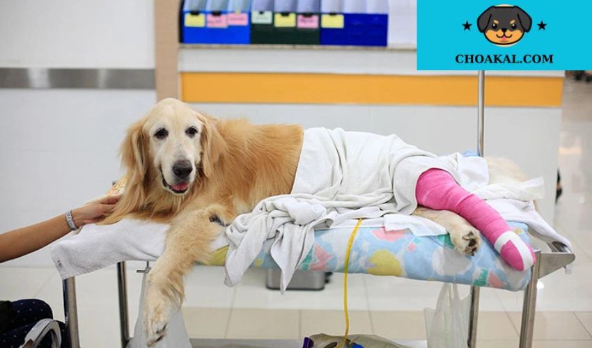 Chó Airedale Terrier và bệnh viêm khớp Tìm hiểu nguyên nhân và cách giải quyết