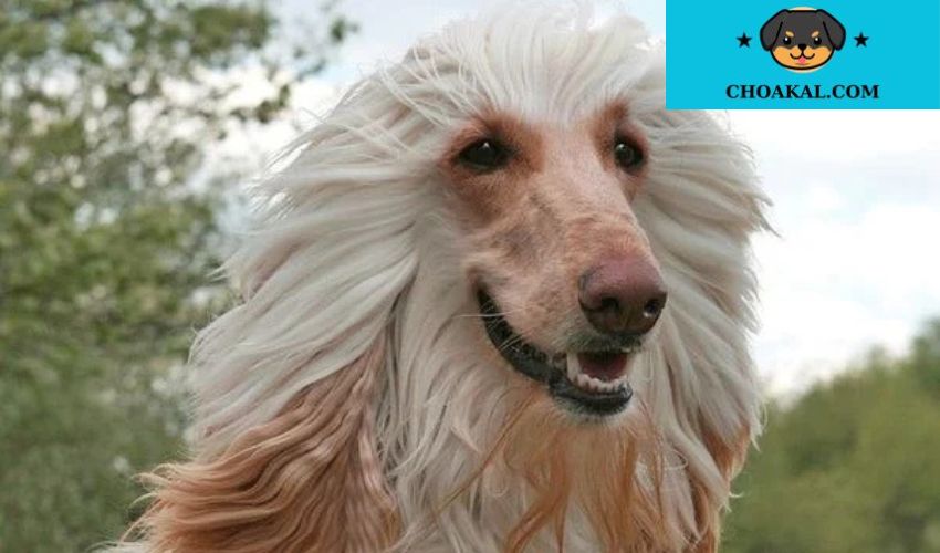 5 Kinh Nghiệm Quý Báu Chăm Sóc Chó Con Afghan Hound Trong Tuần Đầu Đời