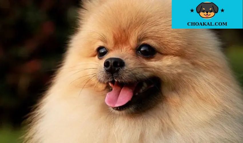 5 bí quyết giữ lông chó Aidi sạch và mượt từ chuyên gia