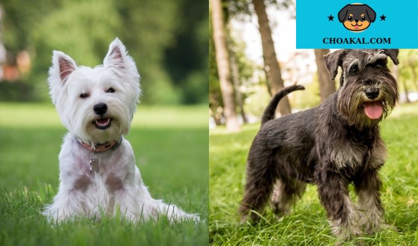 Afghan Hound – Tìm hiểu về Chú chó quý tộc có bộ lông dài mềm mại