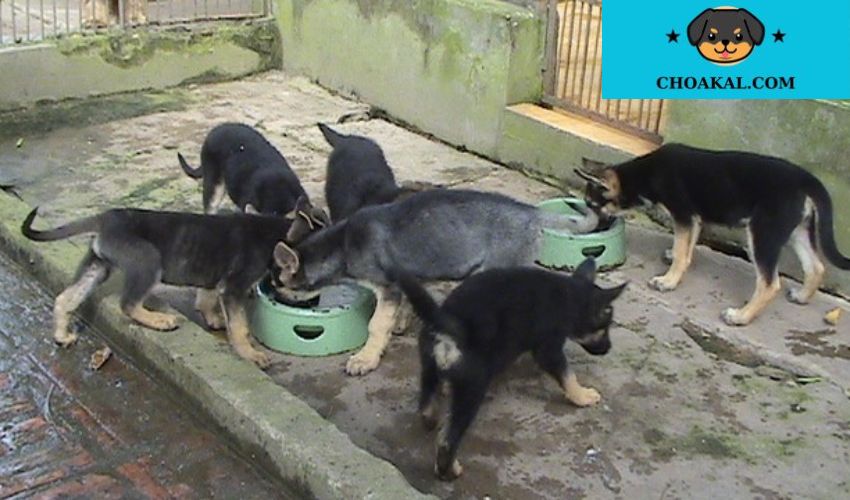 Aidi – Giống chó bảo vệ đàn gia súc truyền thống của người Berber