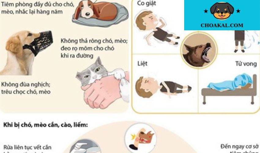 Bảng thông tin các bệnh di truyền của chó Aidi và cách phòng tránh hiệu quả