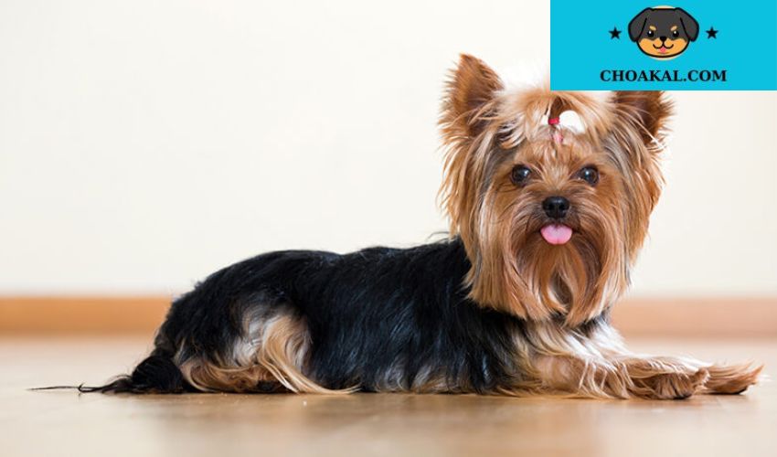 Cách chăm sóc sức khỏe cho chó Airedale Terrier: Bí quyết phòng bệnh và điều trị hiệu quả