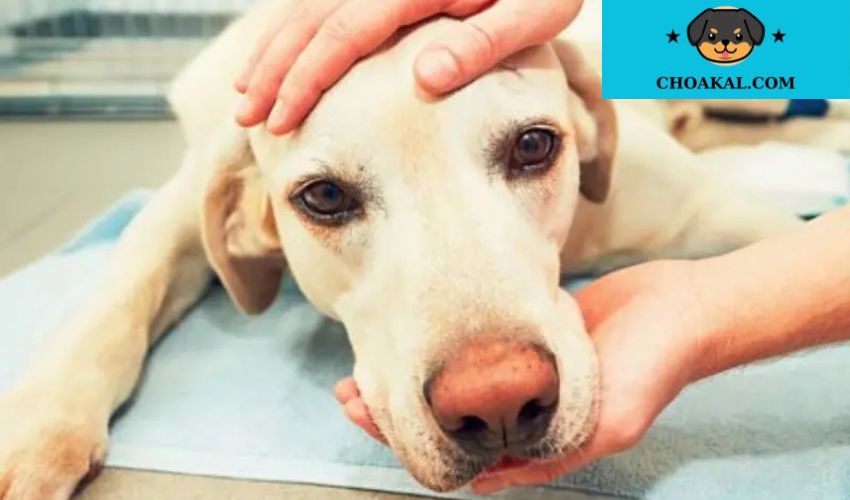 Cách điều trị bệnh ký sinh trùng cho chó Airedale Terrier: Những phương pháp hiệu quả
