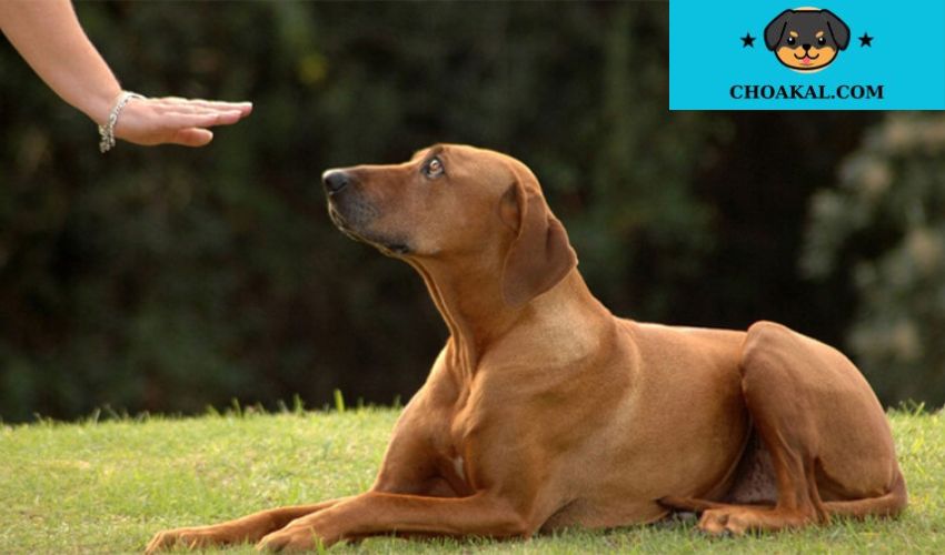 Cách huấn luyện chó Aidi hiệu quả với dụng cụ phù hợp