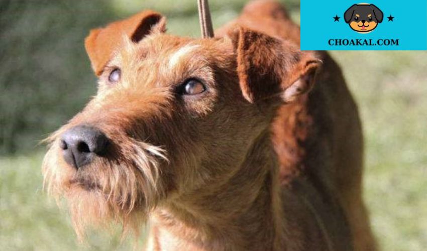 Cách huấn luyện chó Airedale Terrier để trở thành một thợ săn cừ khôi: Bí quyết và phương pháp hiệu quả