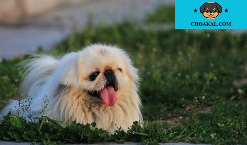 Cách huấn luyện cơ bản cho chó Afghan Hound tại nhà: Bước điệu dưỡng cho thú cưng