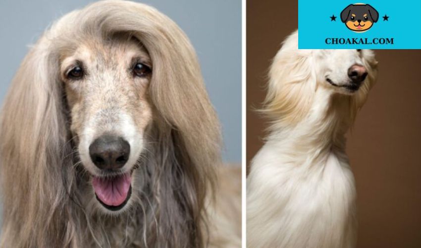 Cách nhận biết và điều trị bệnh tim mạch ở chó Afghan Hound - Hướng dẫn chi tiết cho chủ nuôi Afghan Hound