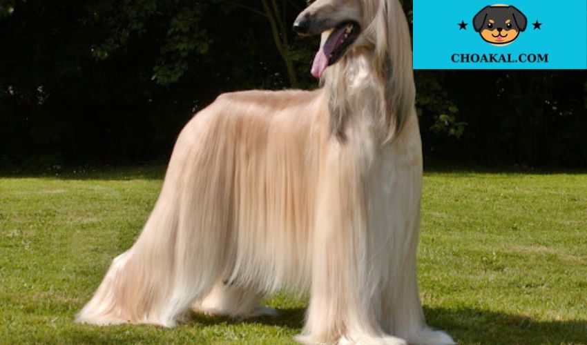 Cách nuôi dưỡng chó Afghan Hound: Bí quyết chăm sóc chế độ ăn và vệ sinh hiệu quả
