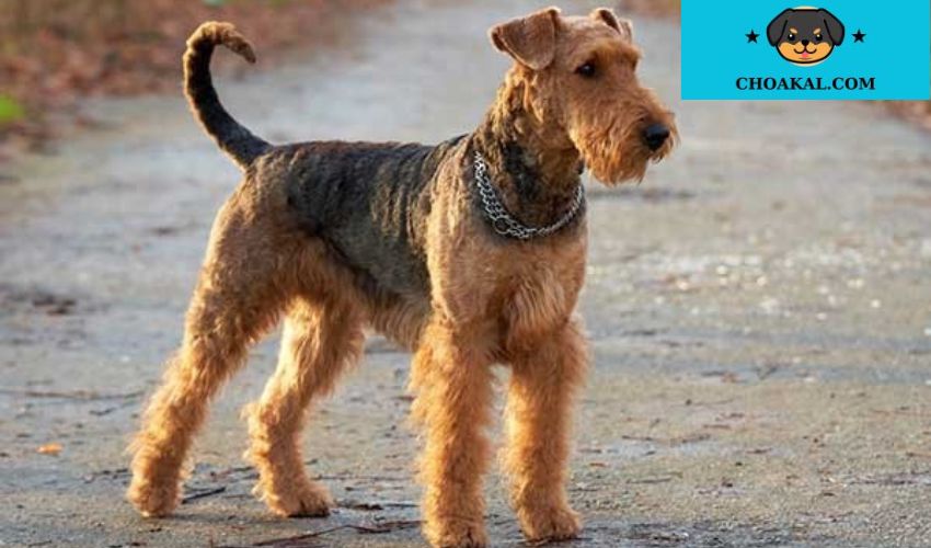 Cách vệ sinh và chăm sóc lông cho chó Airedale Terrier: Bí quyết và kinh nghiệm từ chuyên gia