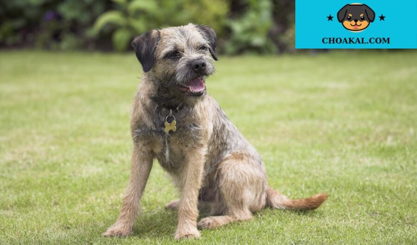 Chăm sóc chó con Airedale Terrier: Bí quyết dinh dưỡng và vệ sinh cá nhân