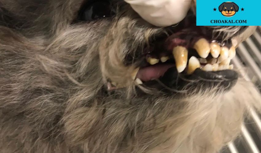 Chăm sóc răng miệng cho chó Airedale Terrier: Cách phòng ngừa bệnh nha chu hiệu quả