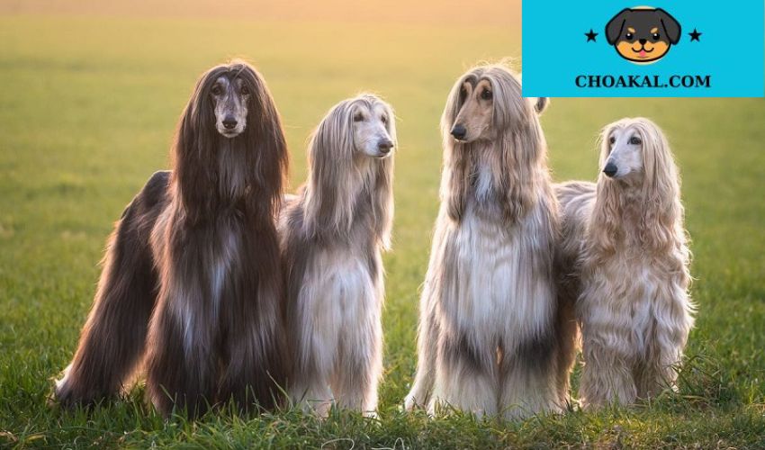 Chế độ dinh dưỡng cho chó Afghan Hound: Cách chọn thực phẩm phù hợp