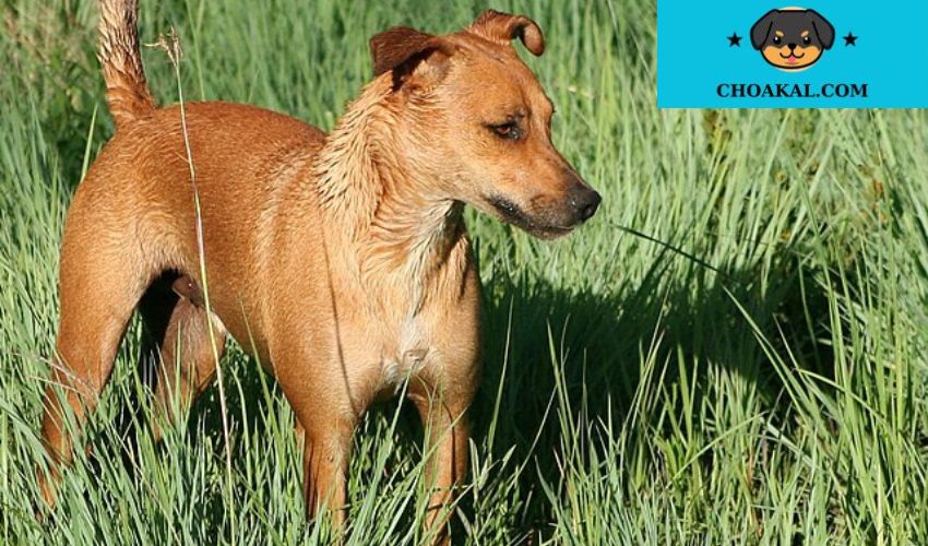 Chó Africanis: Tính cách thông minh và kiên cường của giống chó hoang dã
