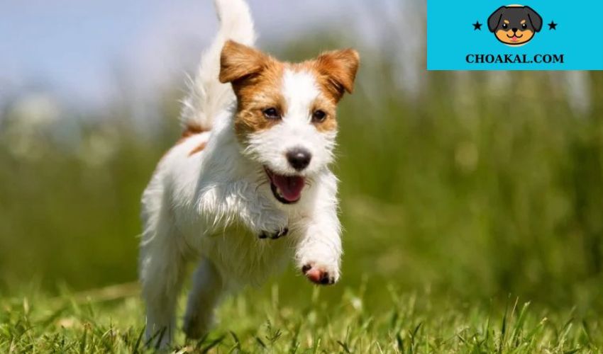 Chó Airedale Terrier: Sự kết hợp giữa nhanh nhẹn và trung thành - Bí kíp nuôi dạy và chăm sóc cho chó Airedale Terrier hoàn hảo