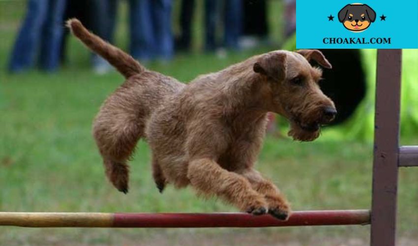 Chó Airedale Terrier: Tính cách di truyền và cách áp dụng trong cuộc sống