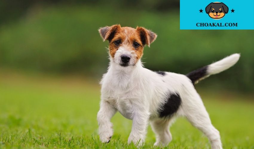 Chó Airedale Terrier – Những đặc điểm và khả năng vượt trội của 'Vua của loài chó sục'