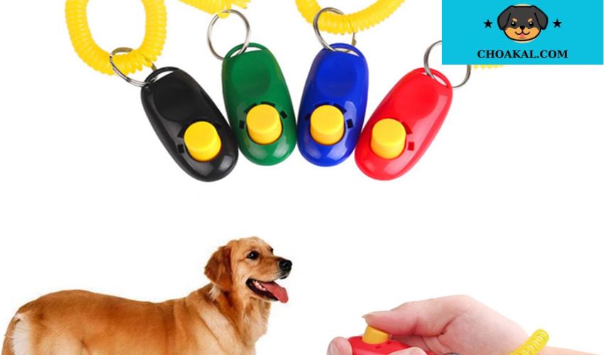 Danh sách dụng cụ hỗ trợ huấn luyện chó Africanis: Cách lựa chọn và sử dụng hiệu quả