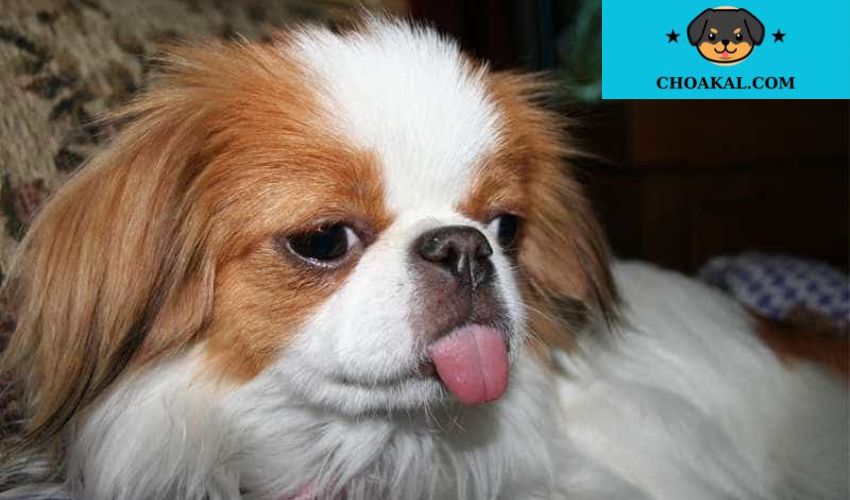 Dấu hiệu bệnh lý phổ biến ở chó Affenpinscher và cách điều trị hiệu quả