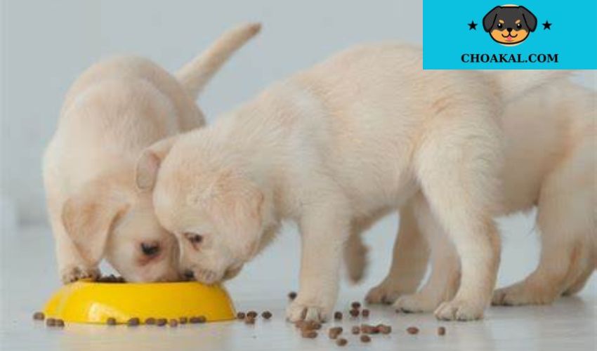 Hướng dẫn chăm sóc chó con Aidi trong 30 ngày đầu tiên: Bí quyết nuôi dưỡng và chăm sóc cho thú cưng mới
