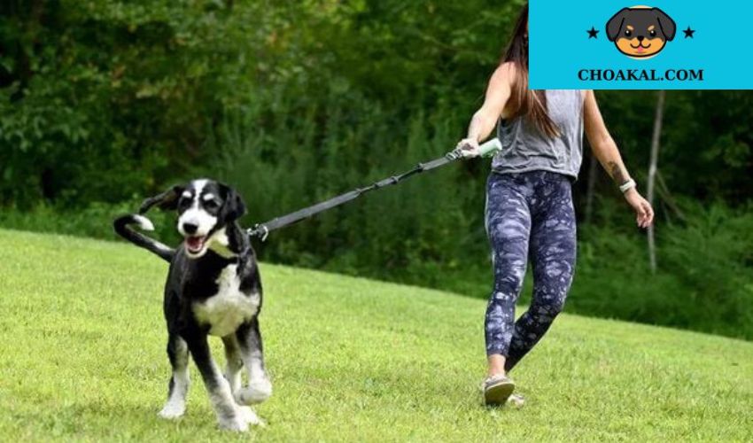 Hướng dẫn huấn luyện chó Afghan Hound không bị kéo dây xích khi đi dạo