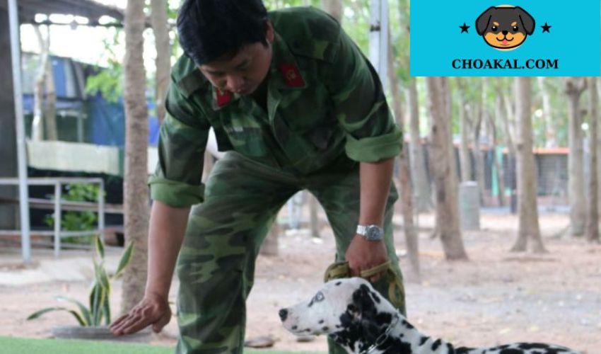 Hướng dẫn huấn luyện chó Aidi để trở thành người bảo vệ đáng tin cậy