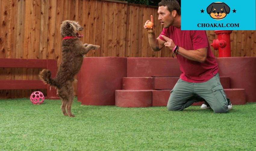 Hướng dẫn huấn luyện chó Airedale Terrier thực hiện các lệnh phức tạp hiệu quả