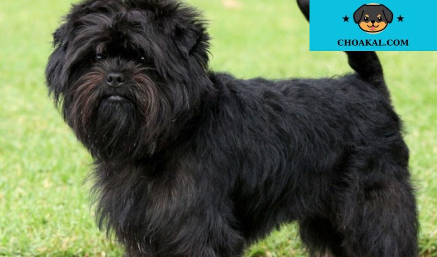 Kinh nghiệm nhân giống chó Affenpinscher: 10 điều quan trọng cần biết