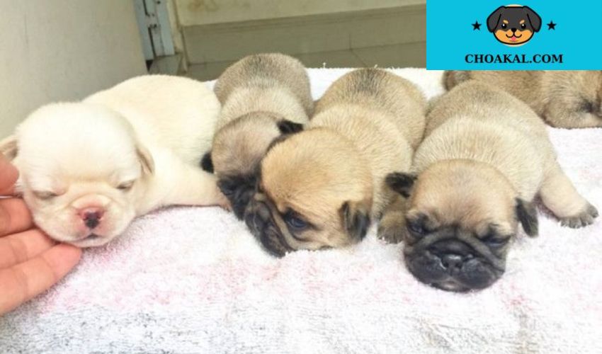 Kỹ năng chăm sóc chó con Affenpinscher từ lúc mới sinh đến khi trưởng thành