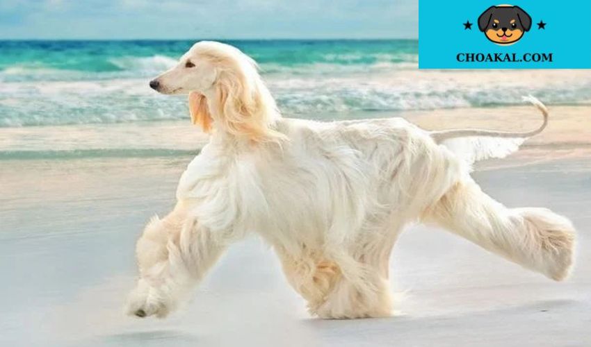 Kỹ thuật nhân giống chó Afghan Hound: Bí quyết chăm sóc cho chó mẹ và chó con