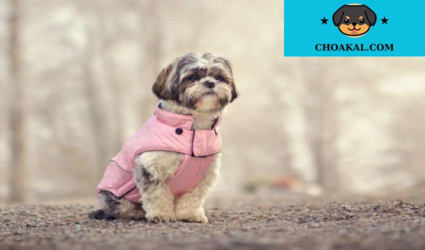 Lưu ý Chăm sóc sức khỏe và dinh dưỡng cho chó Aidi trong mùa đông