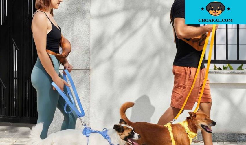 Mẹo huấn luyện chó Affenpinscher để ngăn chặn sự sủa liên tục không cần thiết