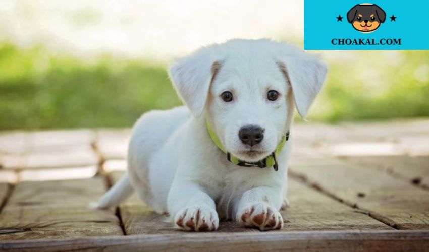 Những bước cần thiết để nhân giống chó Aidi và nuôi lớp chó con khỏe mạnh
