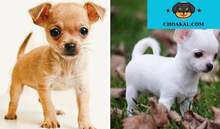 Những điều cần biết khi chăm sóc chó con Affenpinscher trong giai đoạn ban đầu