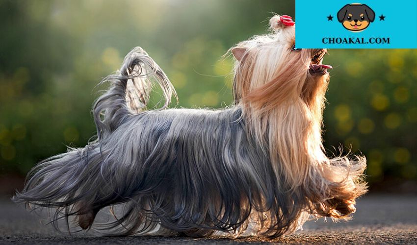Những điều cần biết về sức khỏe và di truyền trong quá trình nhân giống chó Airedale Terrier