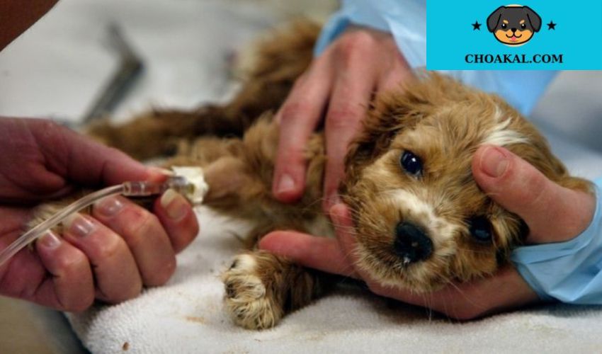 Phòng ngừa và cách điều trị các bệnh thông thường ở chó Affenpinscher: Mẹo hữu ích