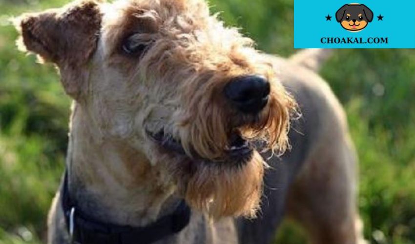 Tìm hiểu về lịch sử và nguồn gốc của giống chó Affenpinscher: Tất cả những điều bạn cần biết