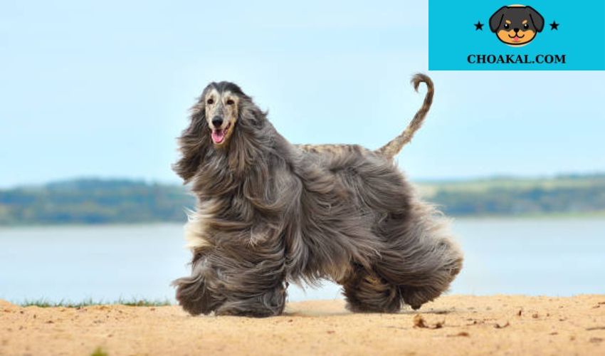 Tìm hiểu về những đặc điểm nổi bật của giống chó Affenpinscher