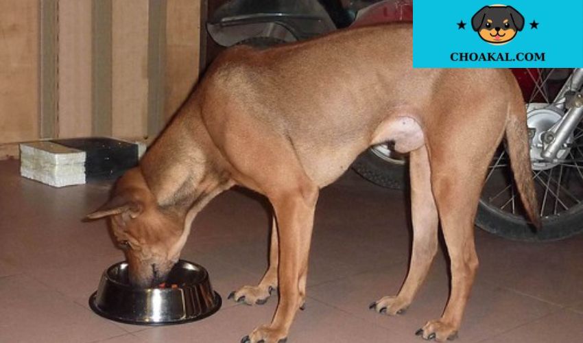 Tính cách dũng cảm và trung thành của chó Afghan Hound: Tính năng đặc biệt của giống chó nổi tiếng